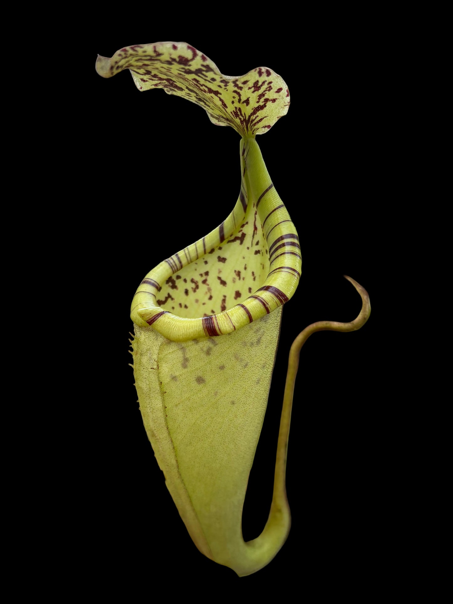Nepenthes burbidgeae x platychila ‚female‘