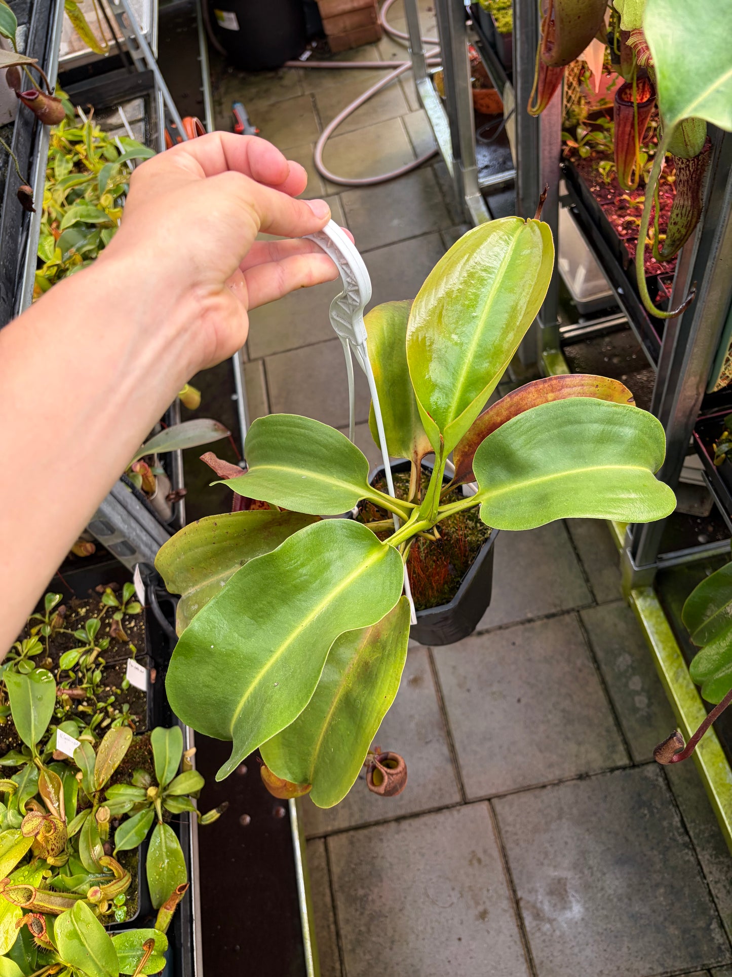 Nepenthes robcantleyi x eymae ‚tambusisi‘ 50cm