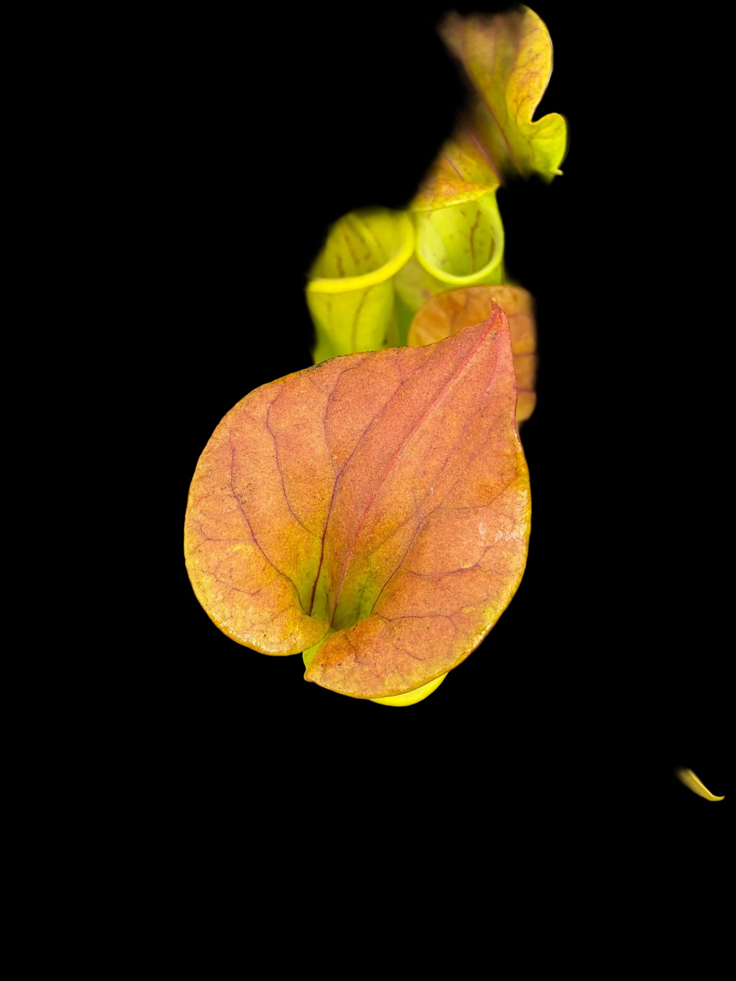 Sarracenia flava var. cuprea ‚Botanical Garden Parma‘