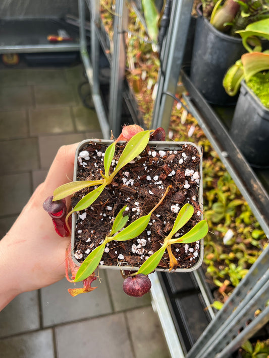 Nepenthes singalana x lowii 7cm