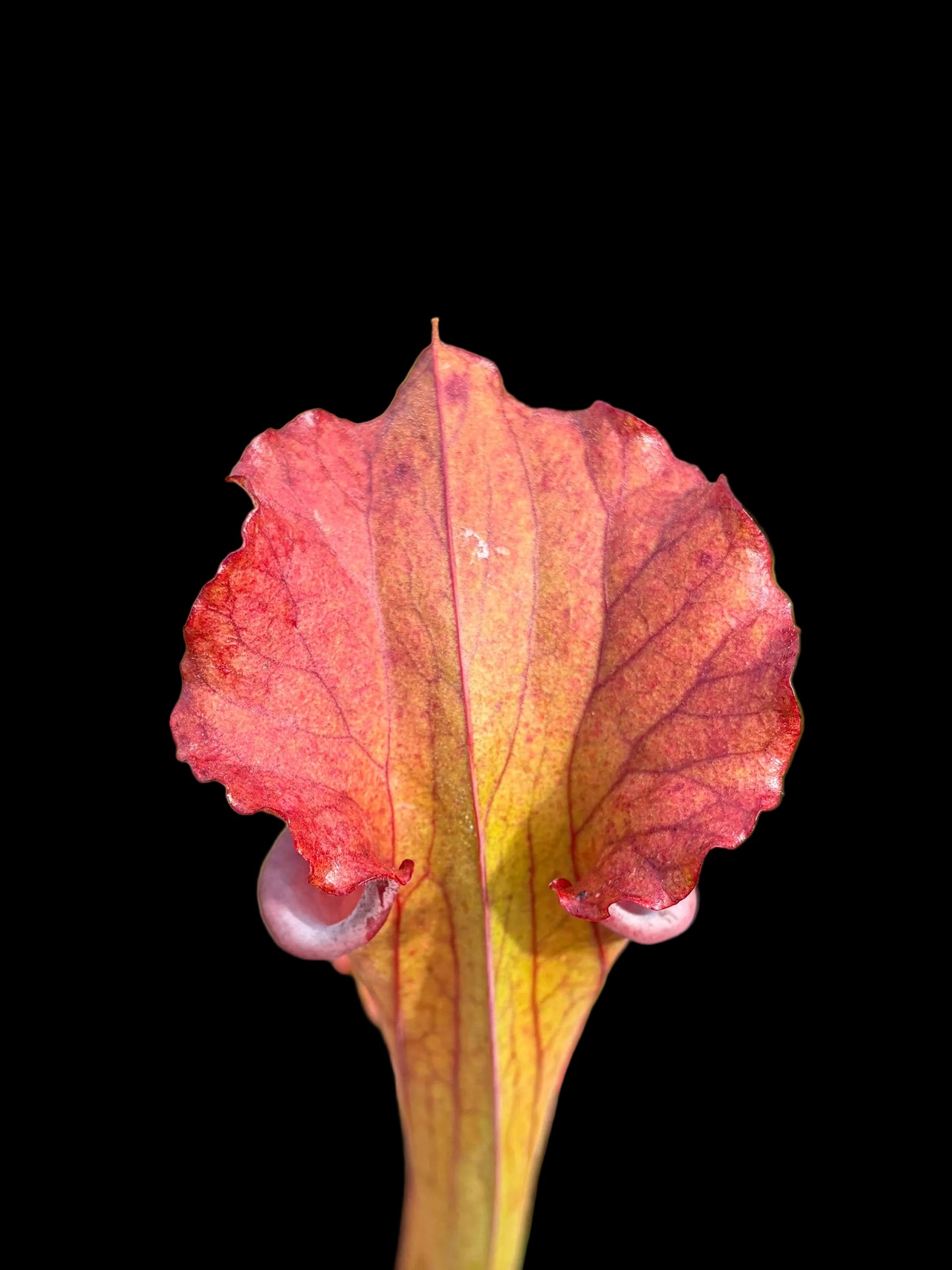 Sarracenia hybrid #009