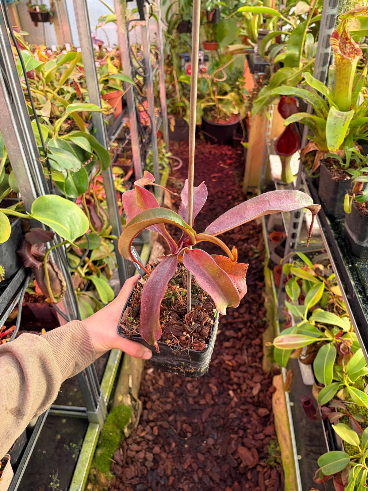 Nepenthes thorelii x veitchii 30cm