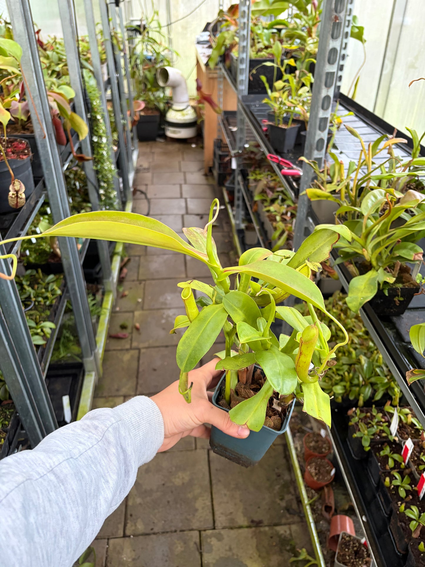 Nepenthes adrianii x boschiana