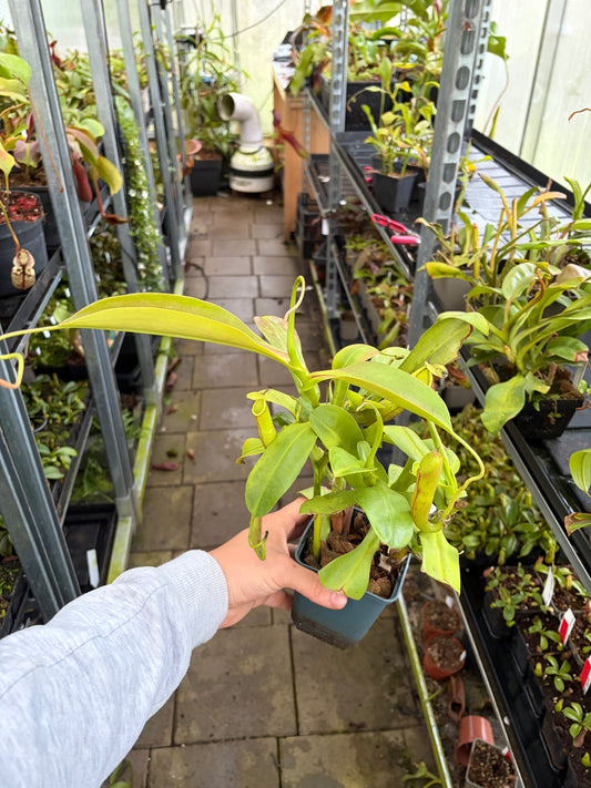 Nepenthes adrianii x boschiana