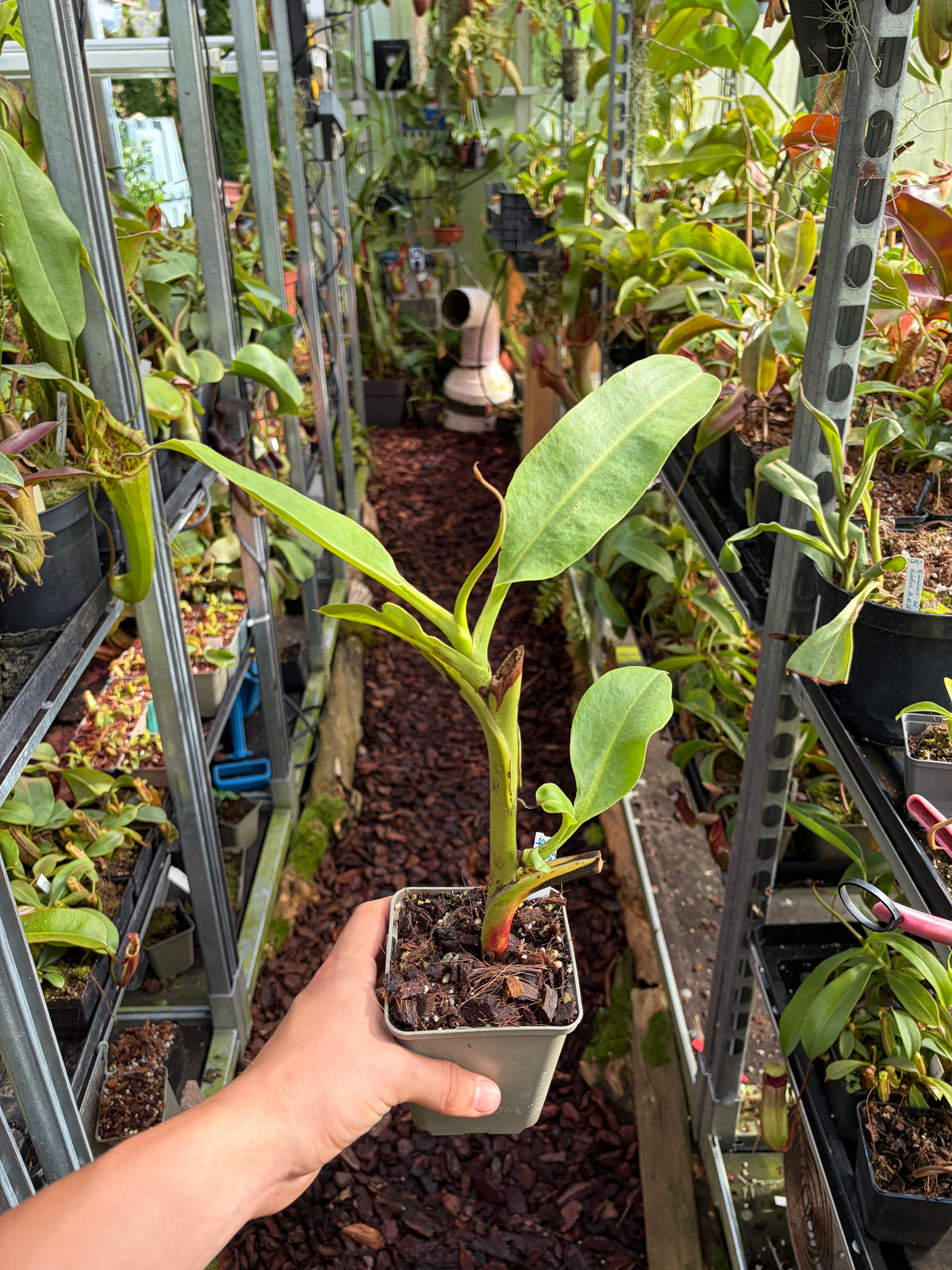 Nepenthes lowii x spectabilis ‚rooted cutting‘