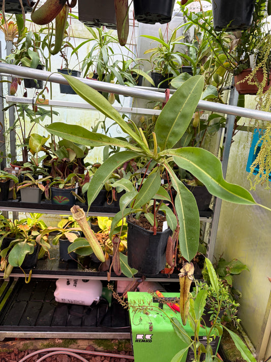 Nepenthes boschiana ‚secumpang‘ 40cm male