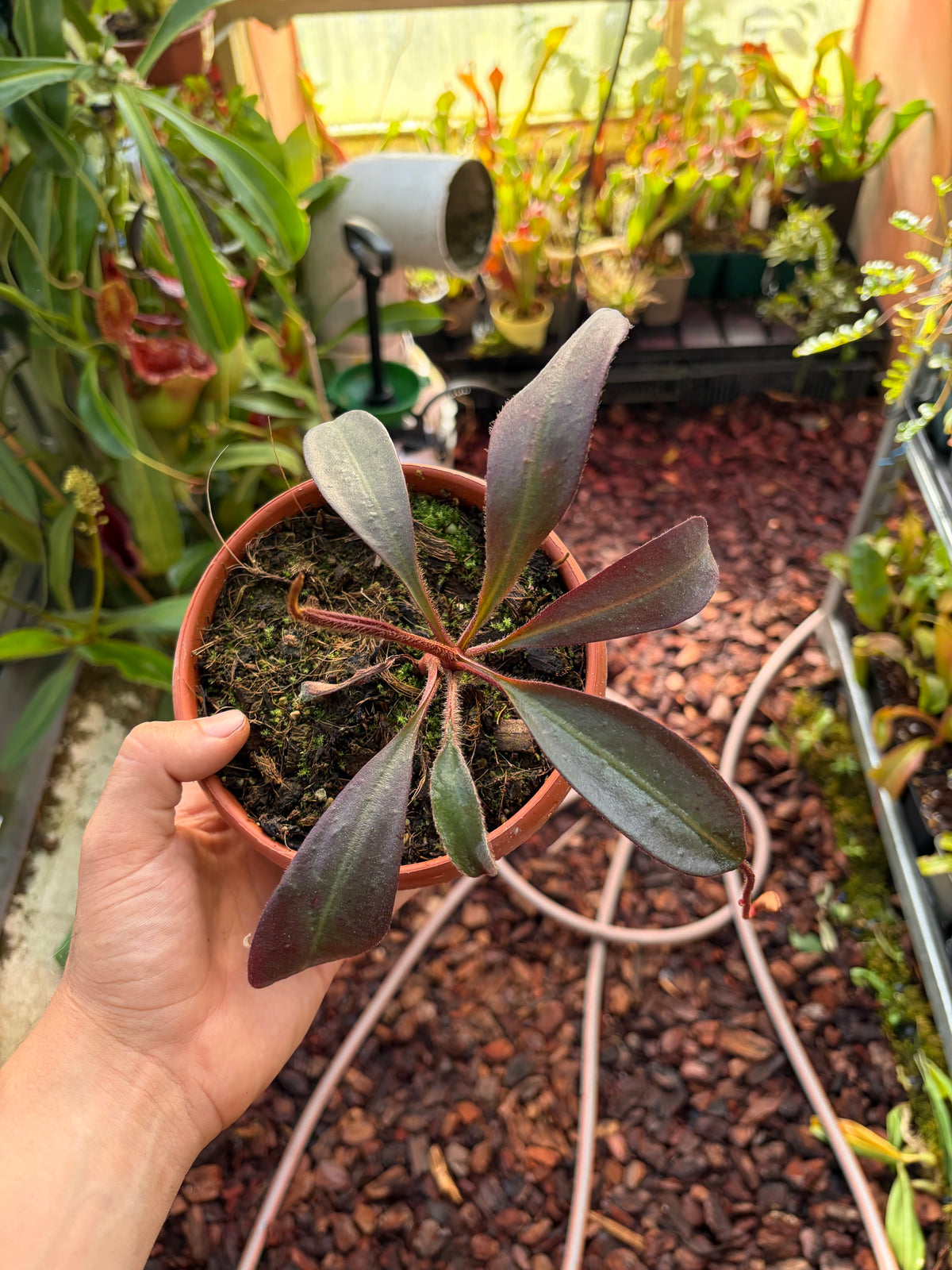 Nepenthes peltata ‚female‘ 25cm