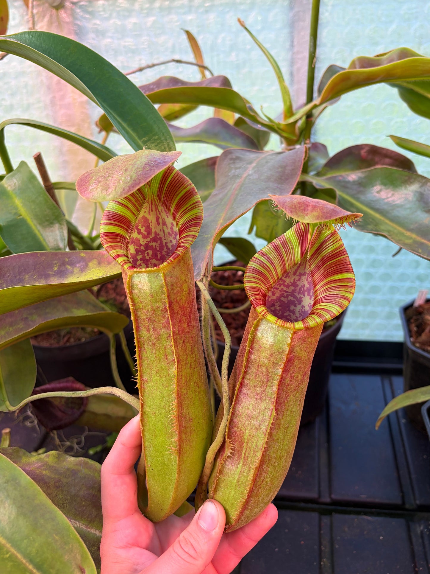 Nepenthes lowii x spathulata ‚rooted cutting - female‘
