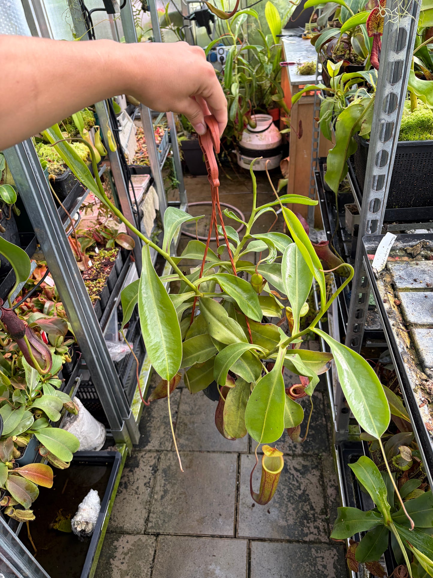 Nepenthes tobaica x trusmadiensis