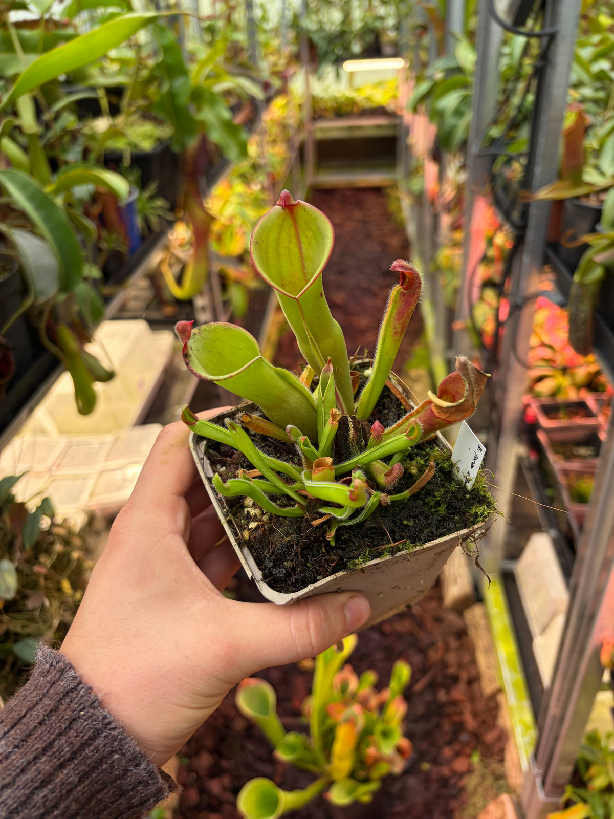 Heliamphora parva x sarracenoides (SG) Subadult