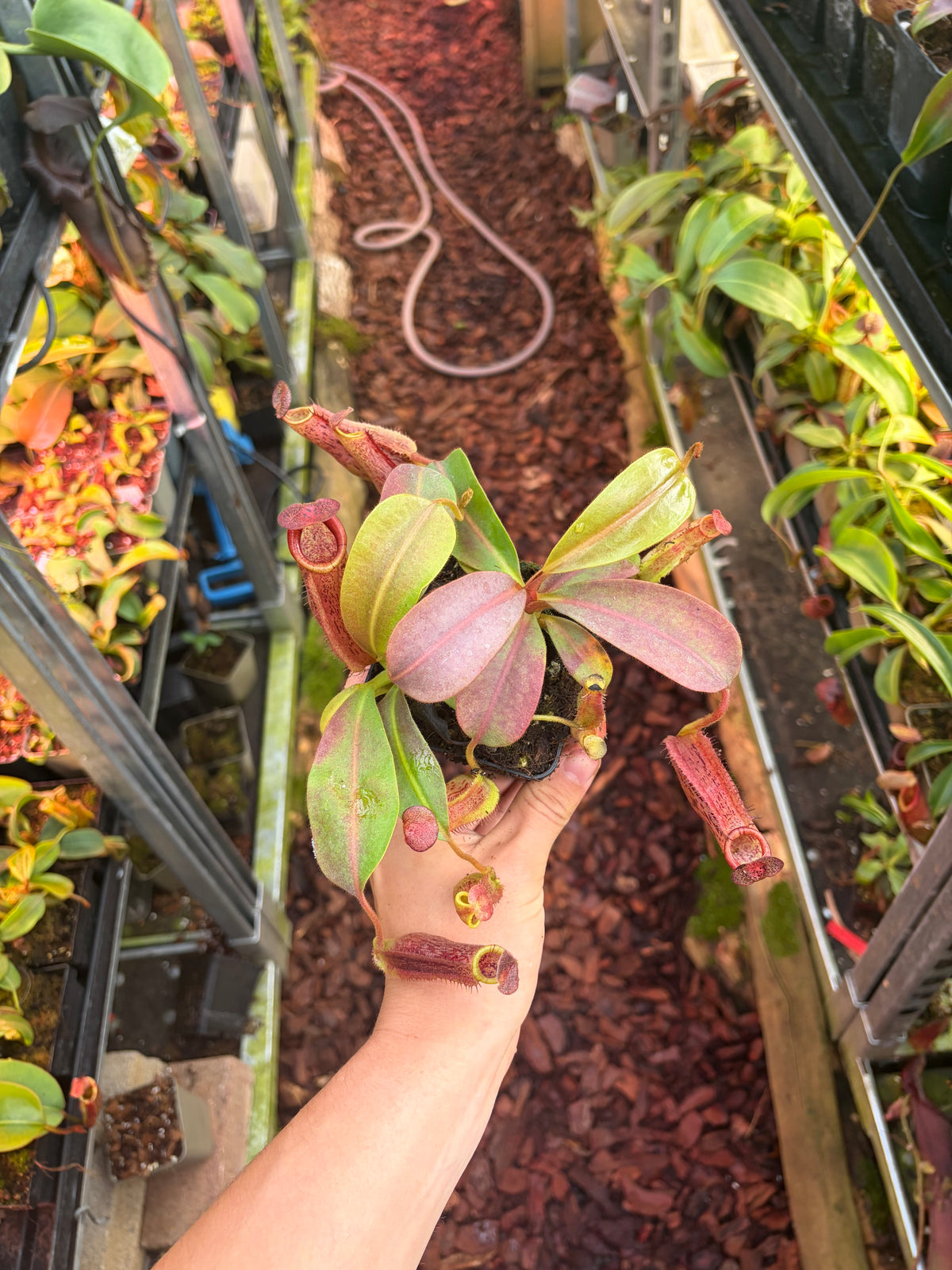 Nepenthes (veitchii x platychila) x (lowii x zakriana)