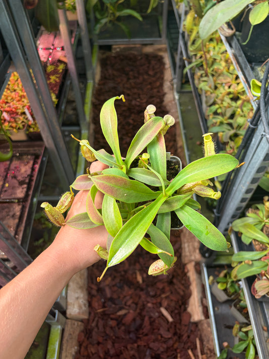 Nepenthes spectabilis ‚Bandahara‘ 10cm