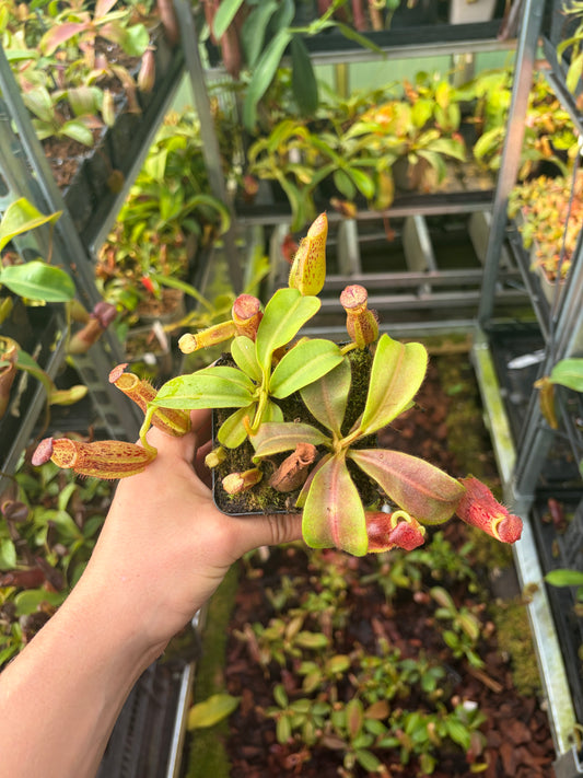 Nepenthes (lowii x veitchii) x (mollis x veitchii) 10-15cm