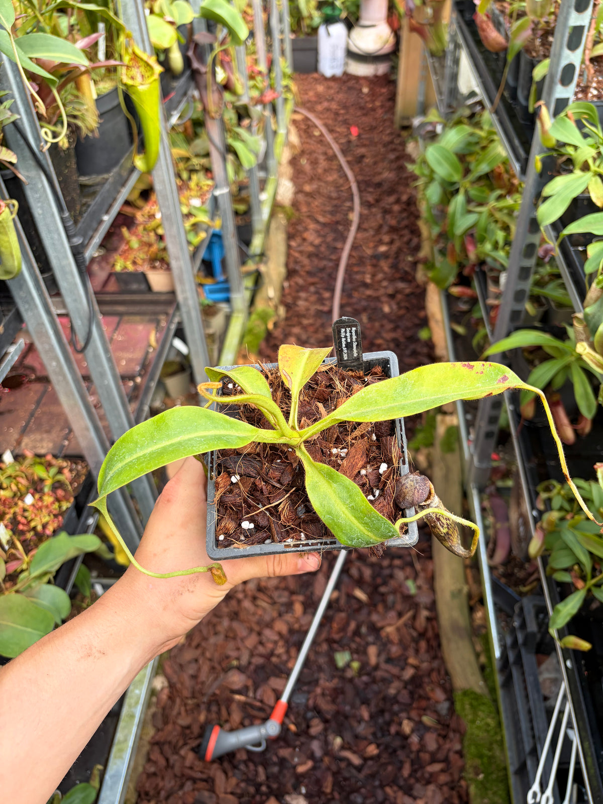 Nepenthes stenophylla 20cm