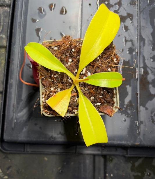 Nepenthes sibuyanensis x lowii 10cm