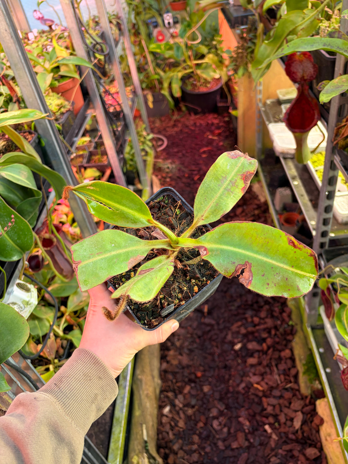 Nepenthes glandulifera x eymae 25cm