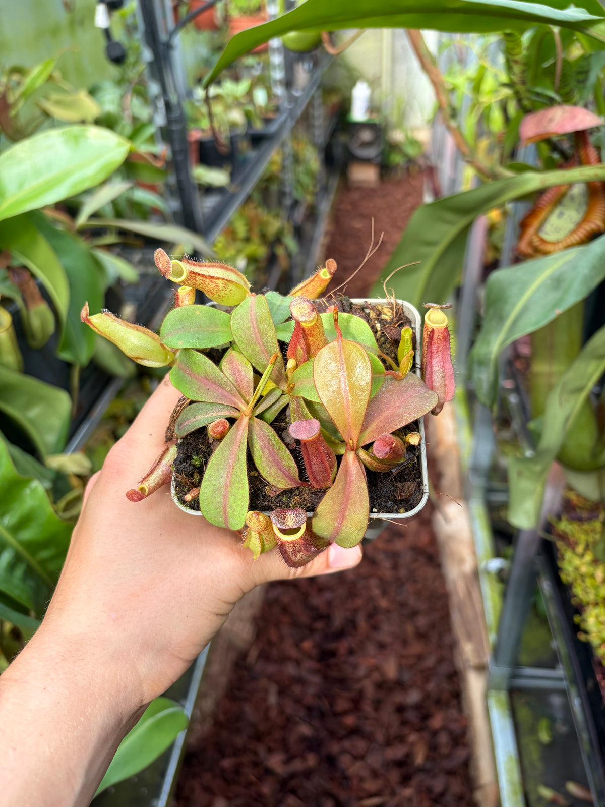Nepenthes adnata x (lowii x veitchii) 10cm