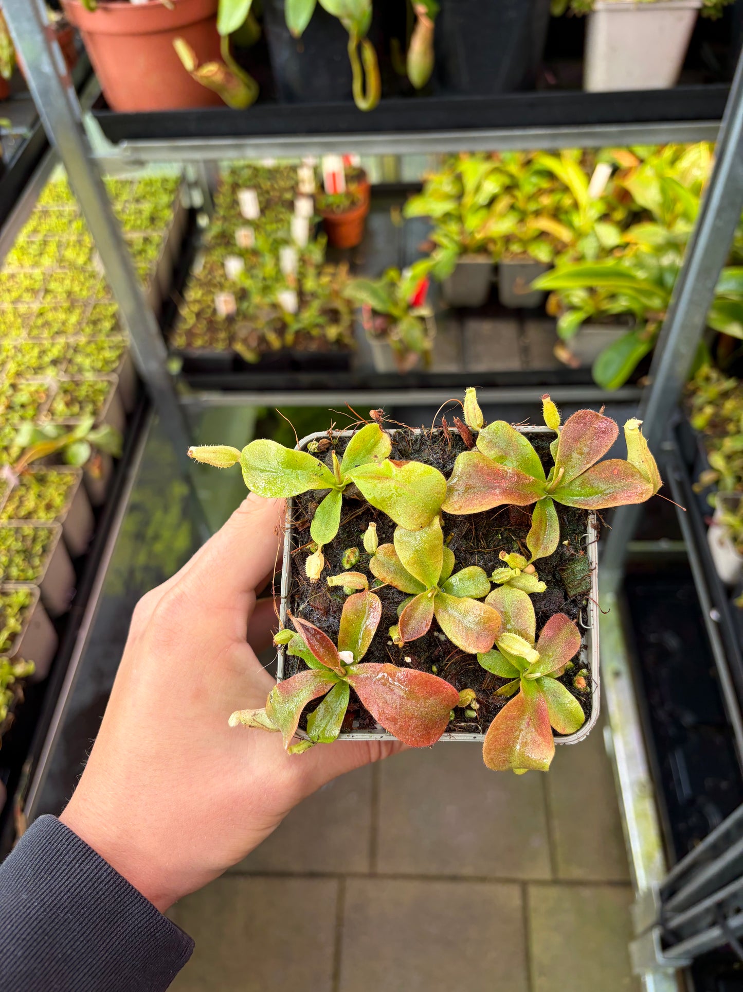 Nepenthes mapuluensis x veitchii