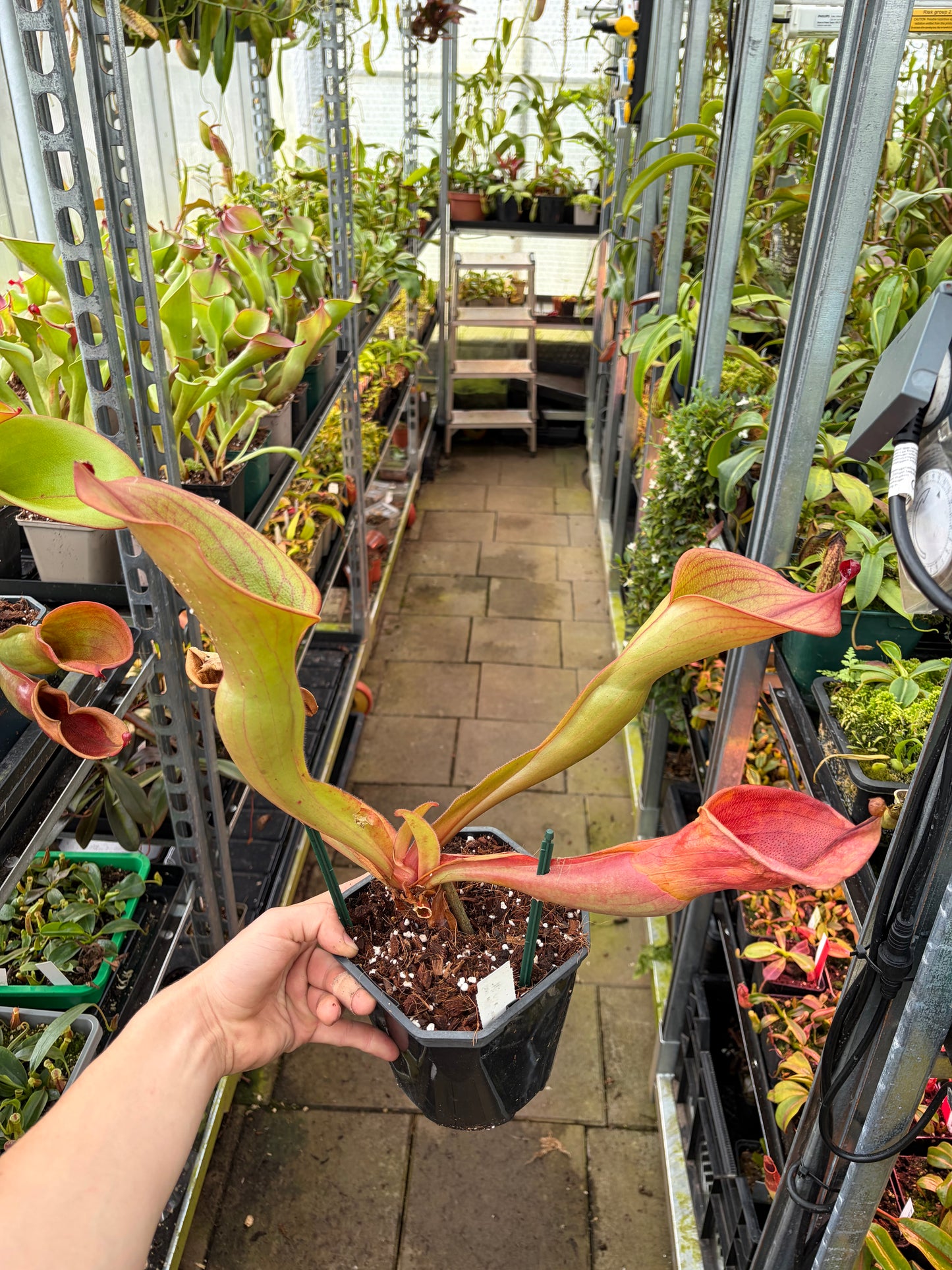 Heliamphora ionasii ‚Killer giant - Michael Schach‘ #5