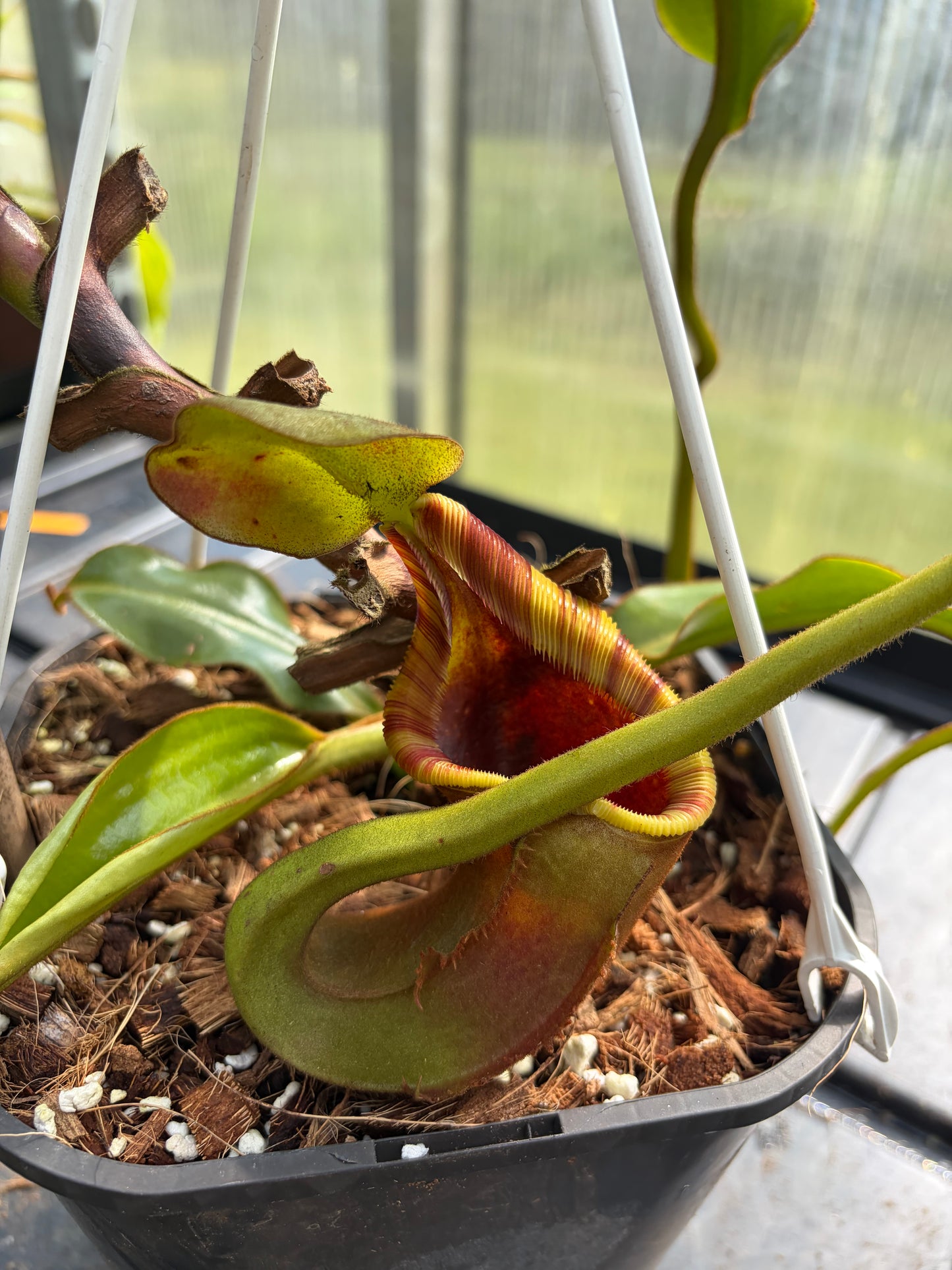 Nepenthes veitchii x (lowii x ephippiata)