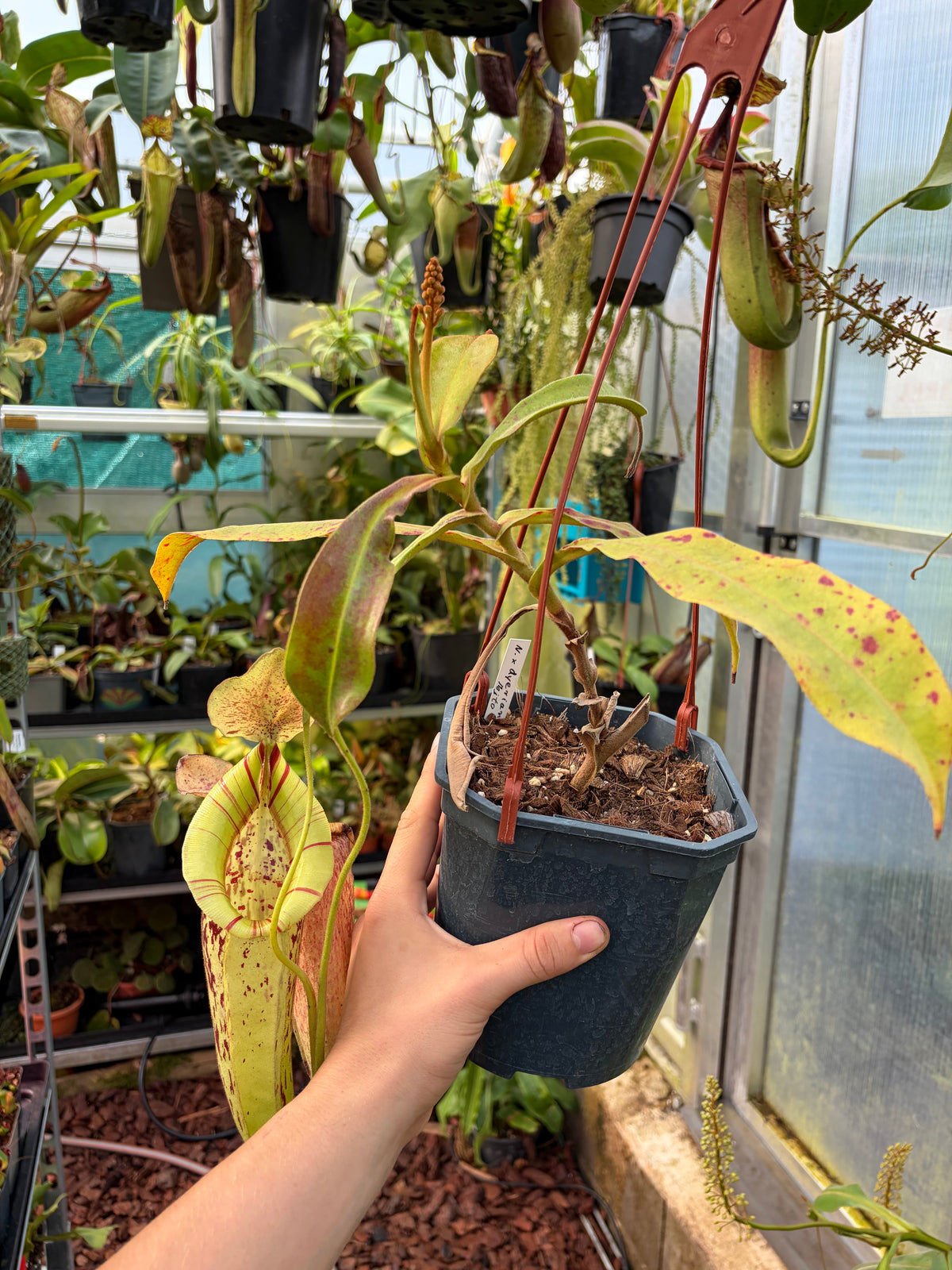 Nepenthes rafflesiana x veitchii (x dyeriana) 20cm