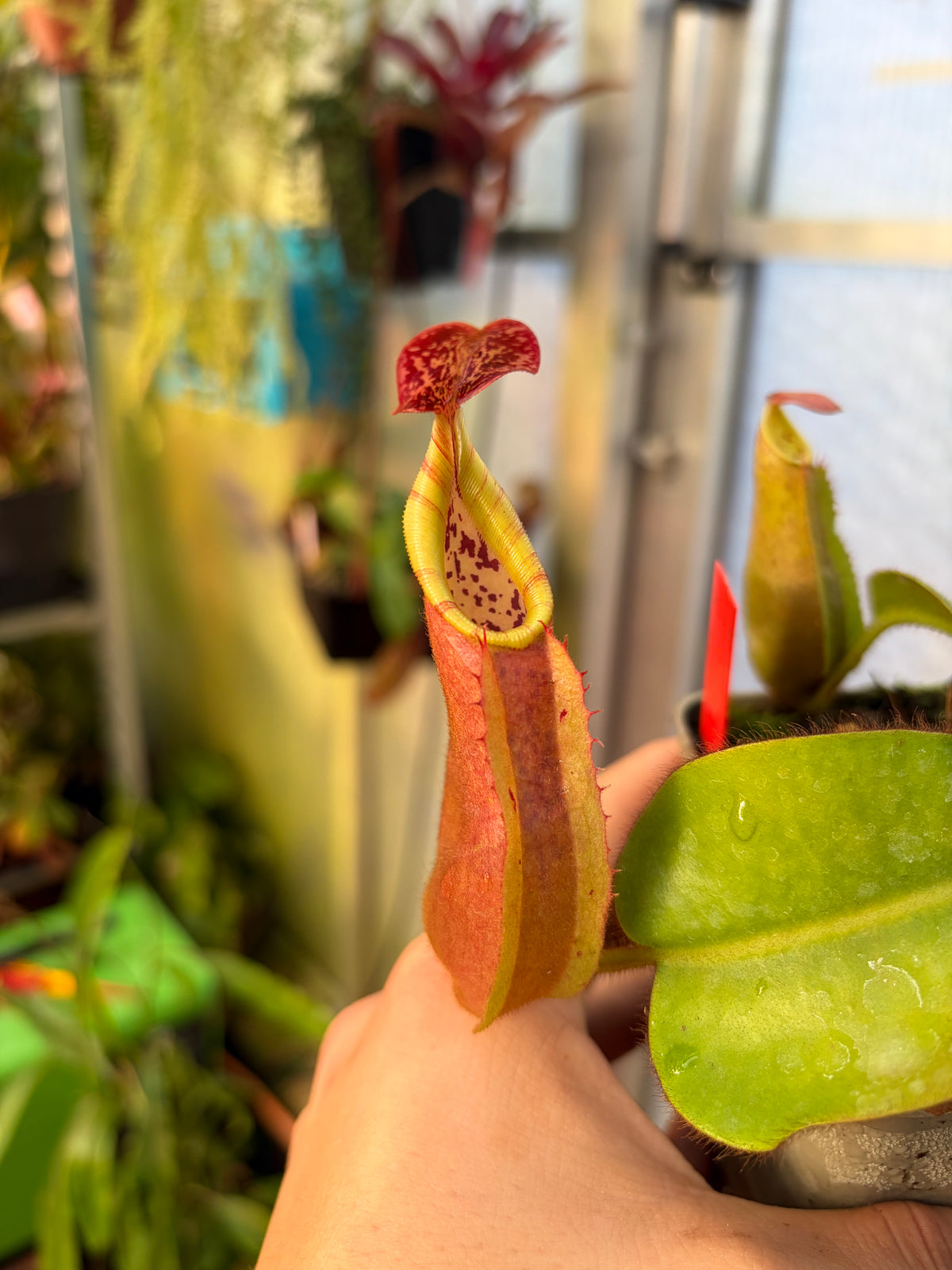 Nepenthes veitchii ‚candy x F2‘ #10 15cm