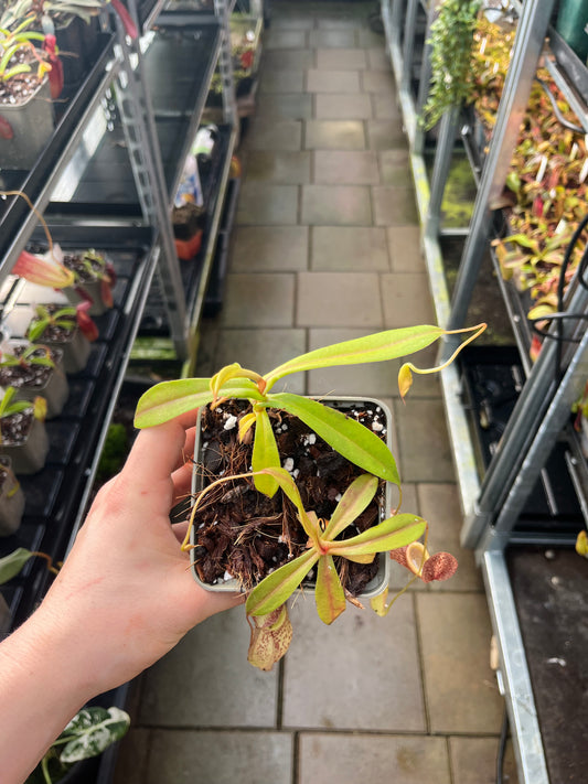 Nepenthes gymnamphora x tenuis 15cm