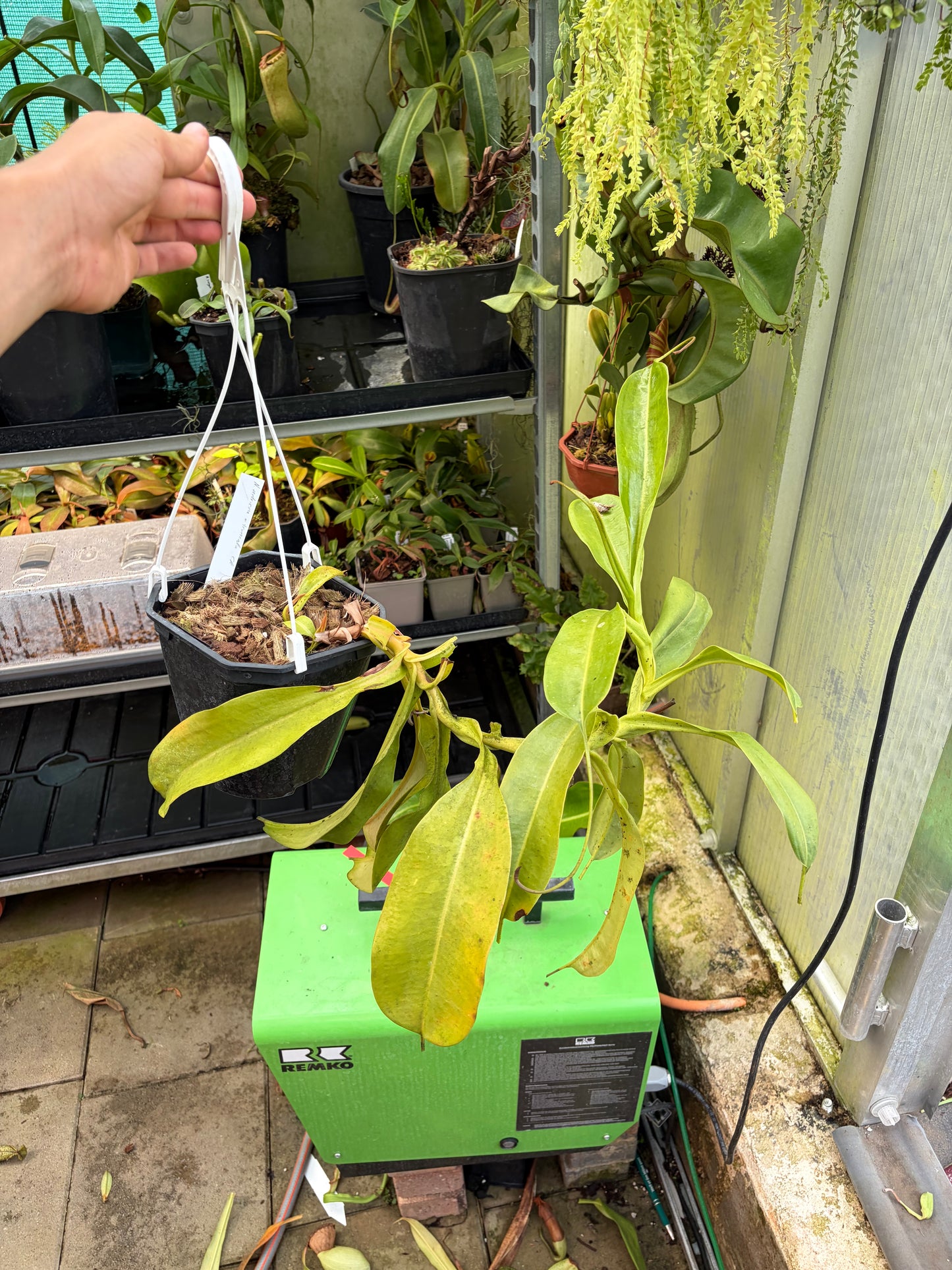 Nepenthes ventricosa x truncata 70cm