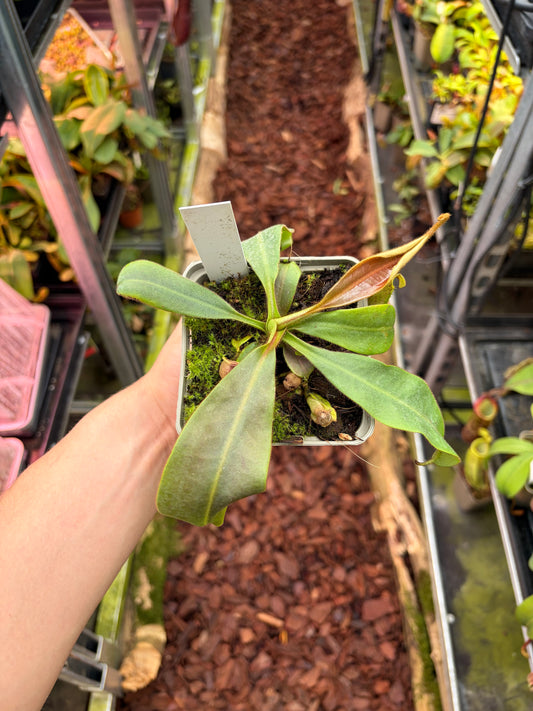 Nepenthes (adnata x spathulata) x (mollis x veitchii) 15cm