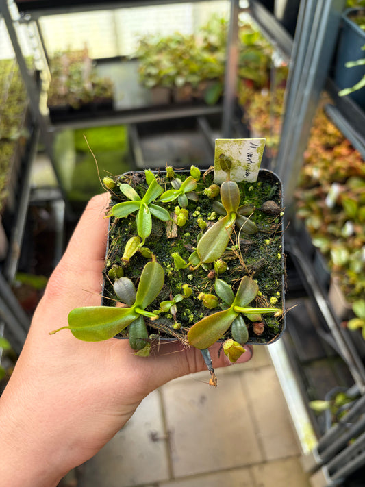 Nepenthes ventricosa x mollis