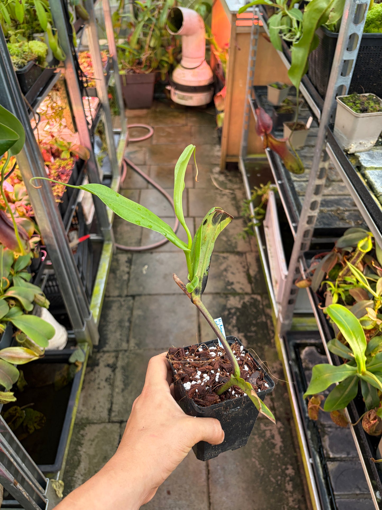 Nepenthes hamata x edwardsiana ‚rooted cutting - female‘
