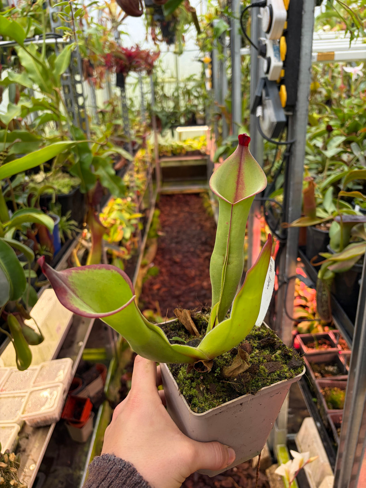 Heliamphora spec. akopan
