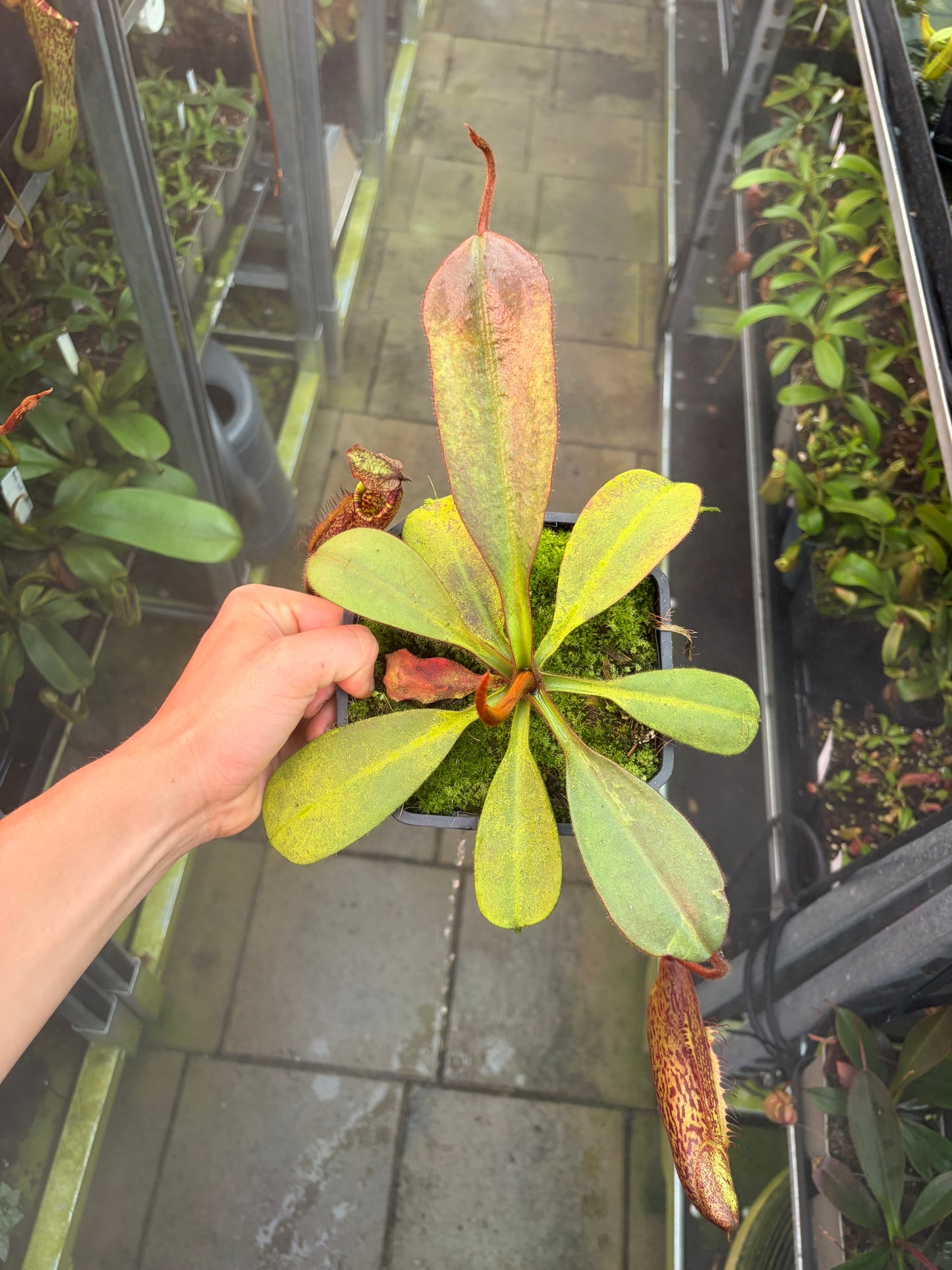 Nepenthes peltata x mollis 20cm
