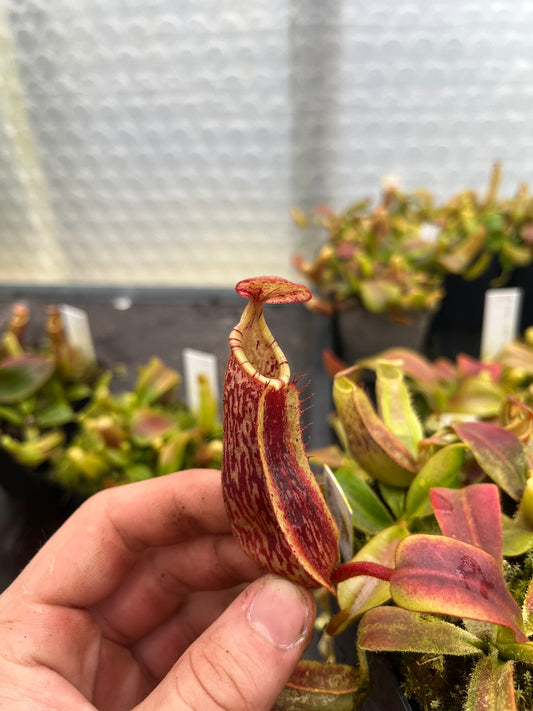 Nepenthes (veitchii x platychila) x veitchii 'candy' 10cm