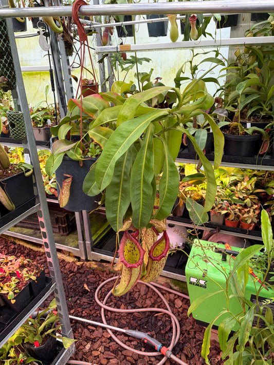 Nepenthes x miranda 50cm