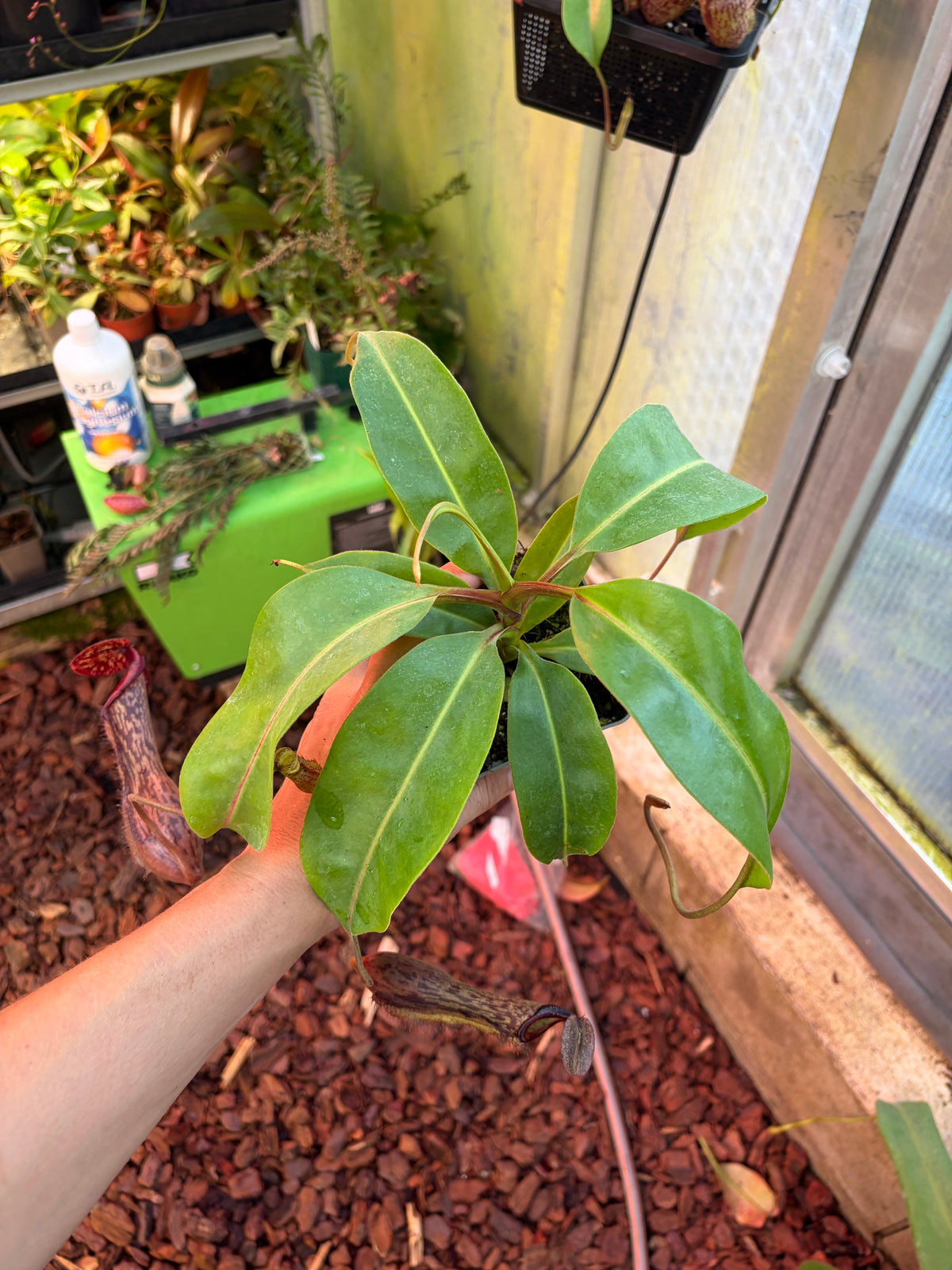 Nepenthes boschiana ‚dark x dark‘
