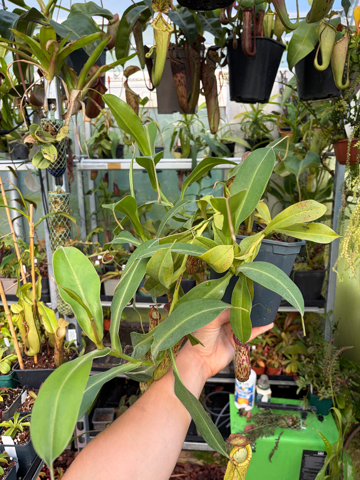 Nepenthes talagensis hybrid ‚rooted cutting‘