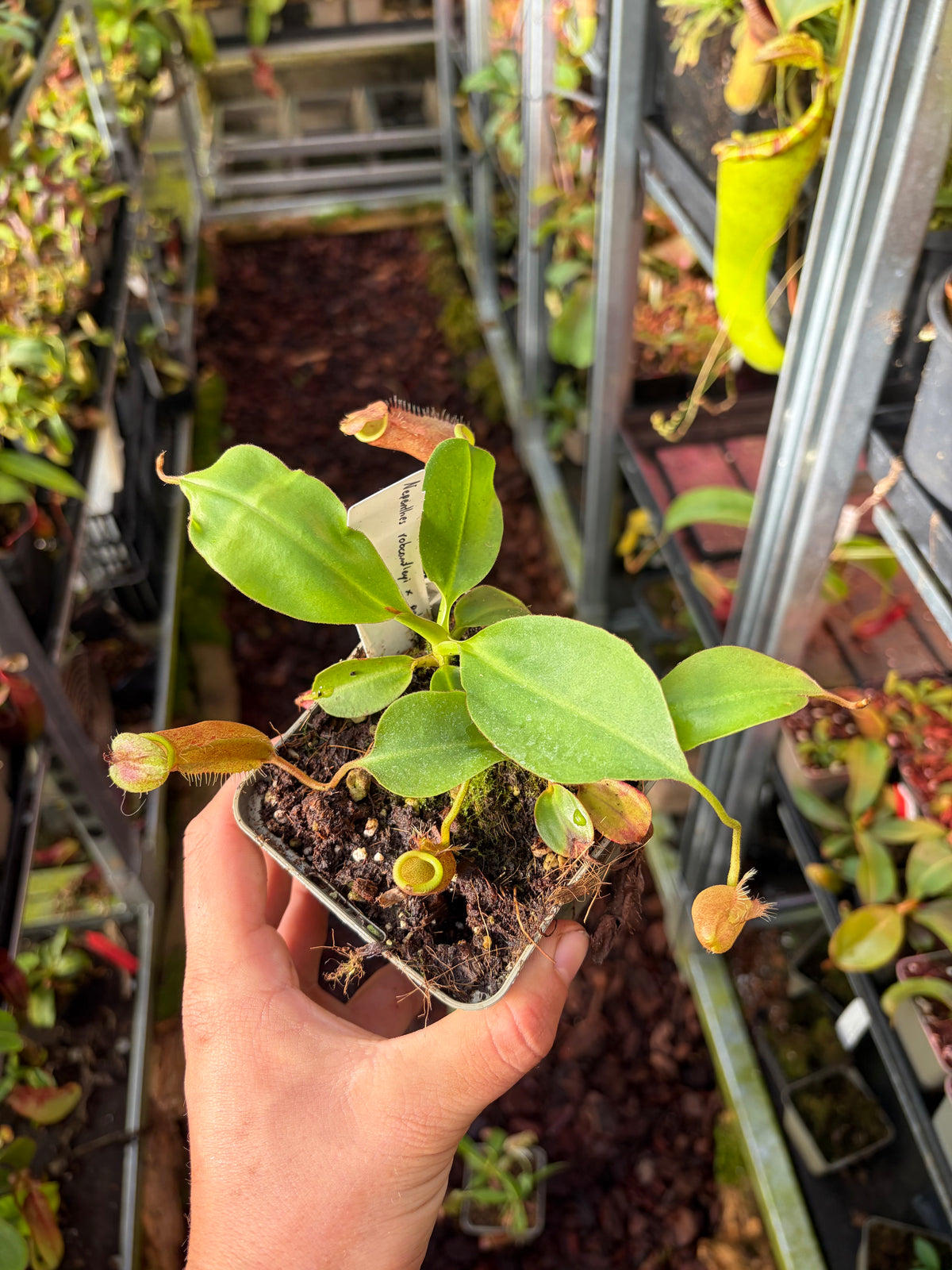 Nepenthes robcantleyi x palawanensis (BE-4591) 10cm
