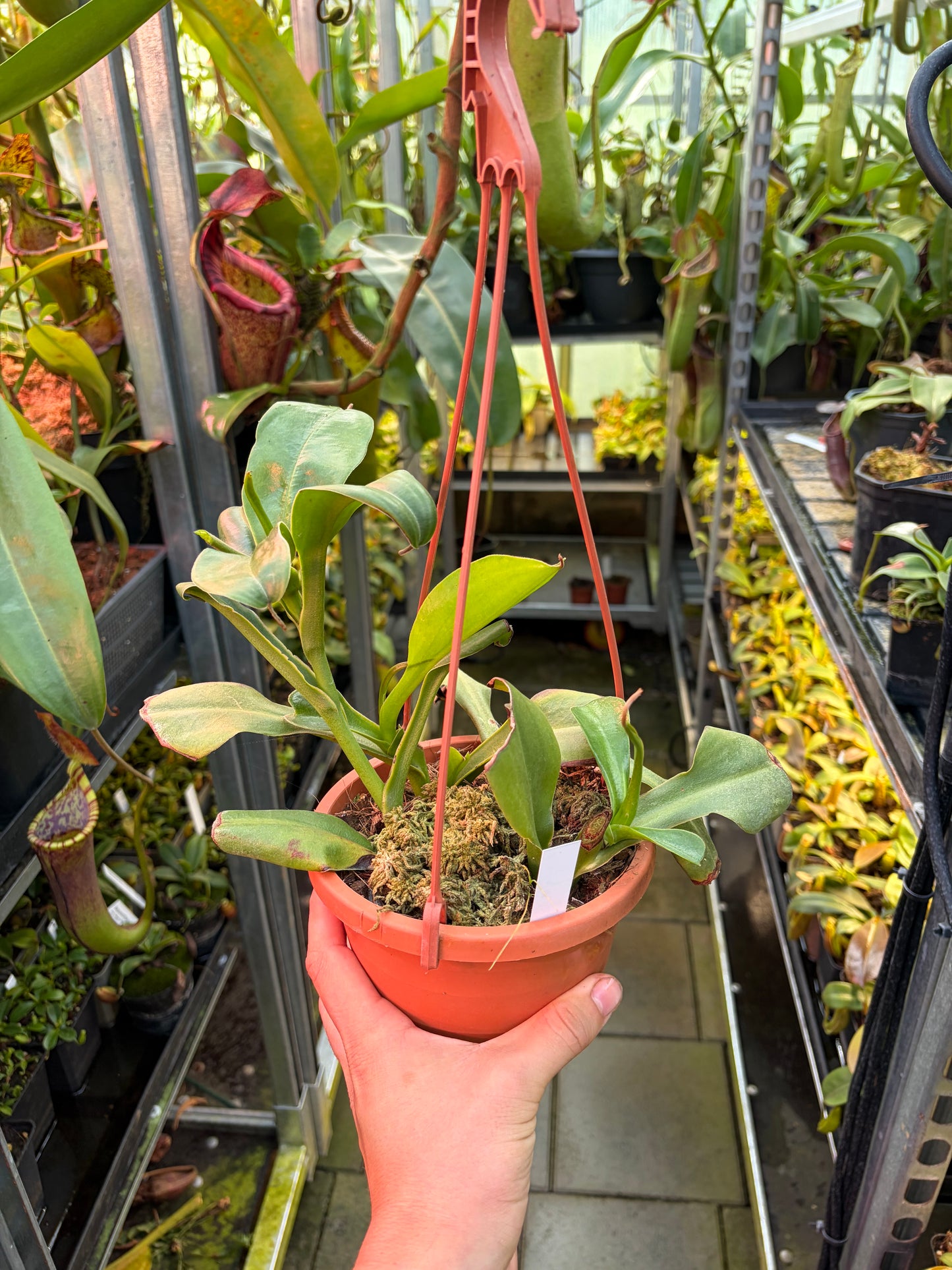 Nepenthes izumiae x trusmadiensis ‚female - rooted cutting‘