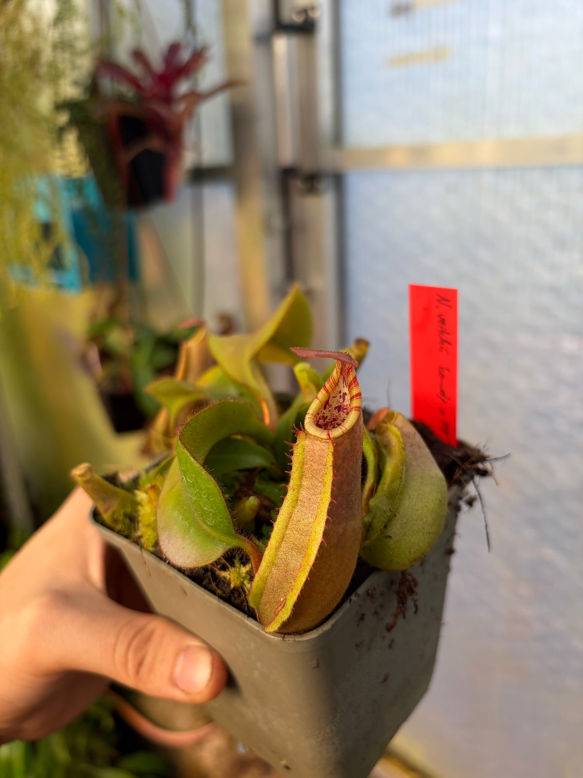Nepenthes veitchii ‚candy x F2‘ #6 12cm