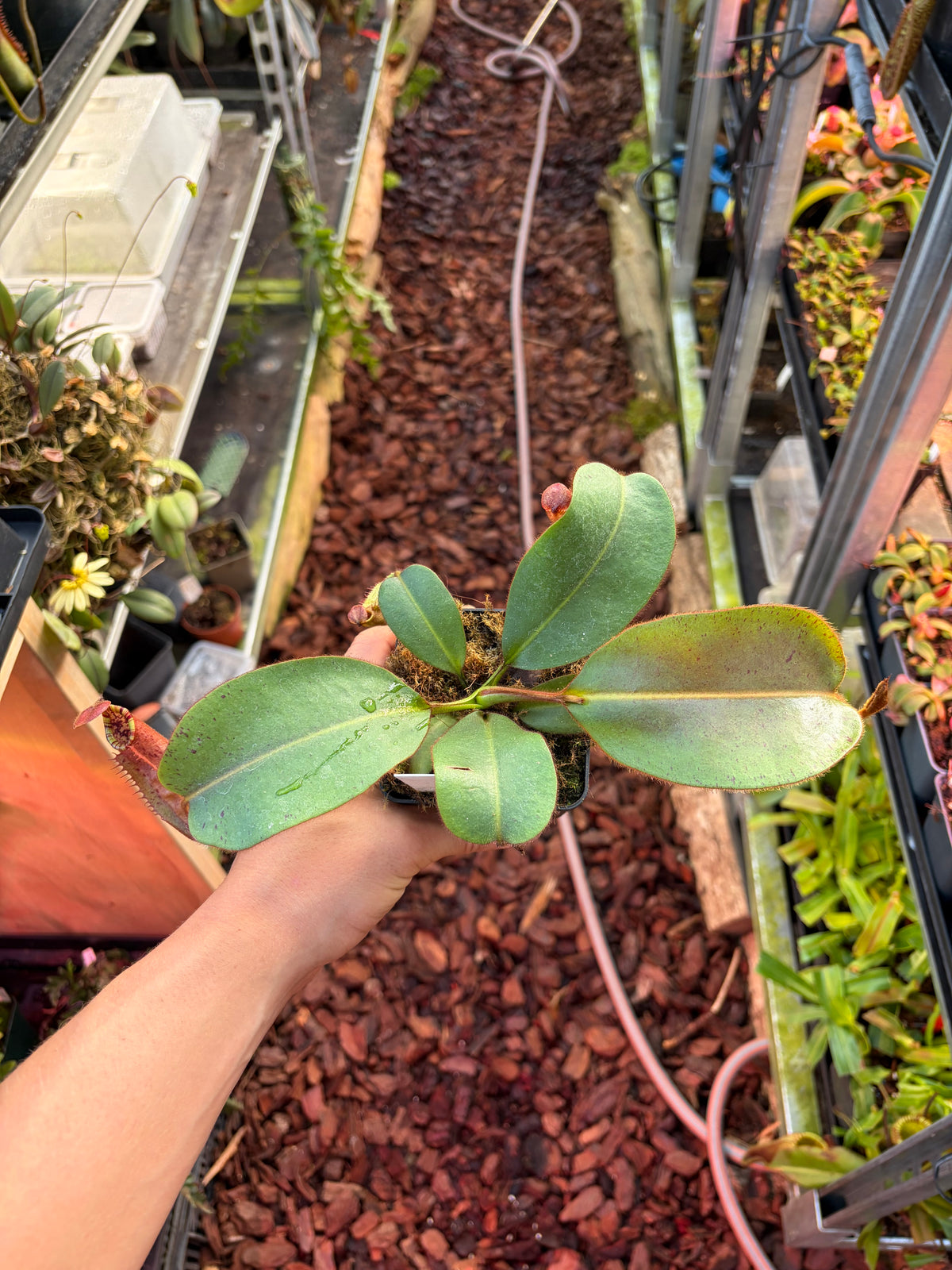 Nepenthes (eymae x clipeata) x veitchii ‚candy‘ 15-20cm