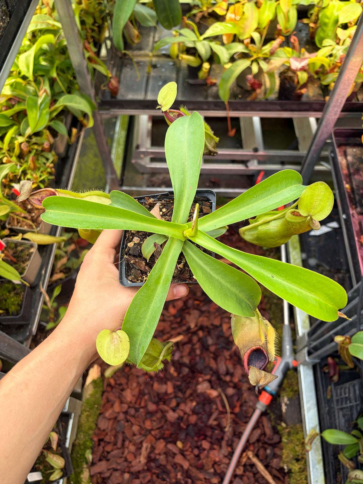 Nepenthes spathulata x tobaica (BE-3903) 20cm