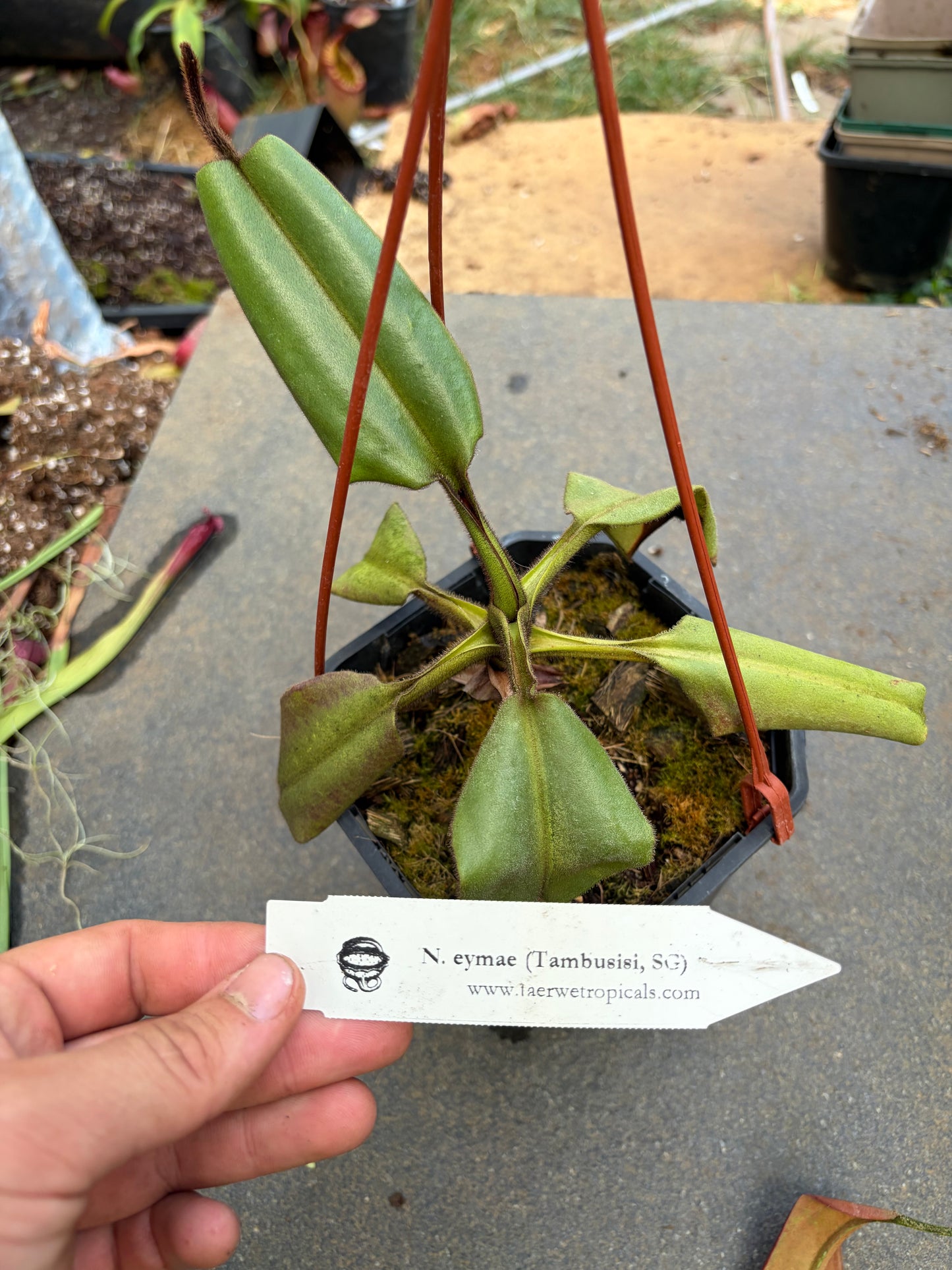 Nepenthes eymae ‚Tambusisi‘