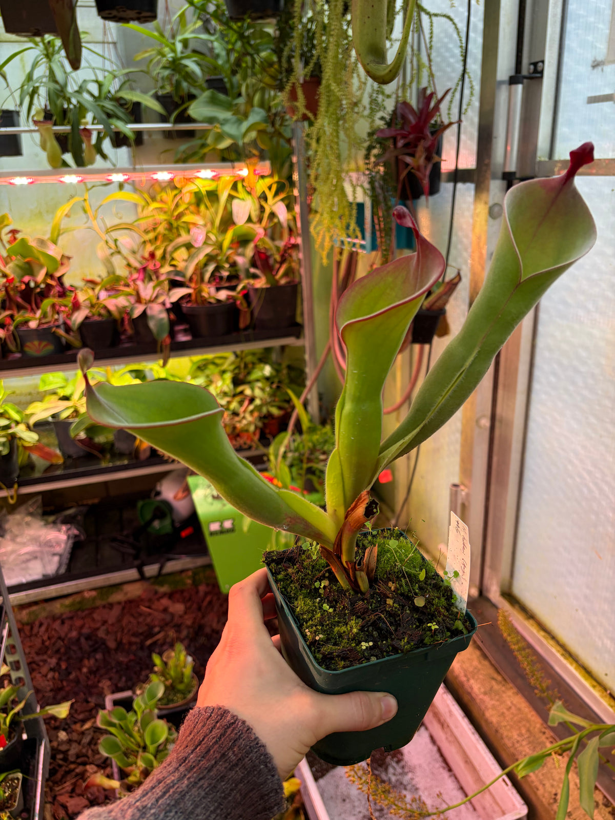 Heliamphora huberi x parva