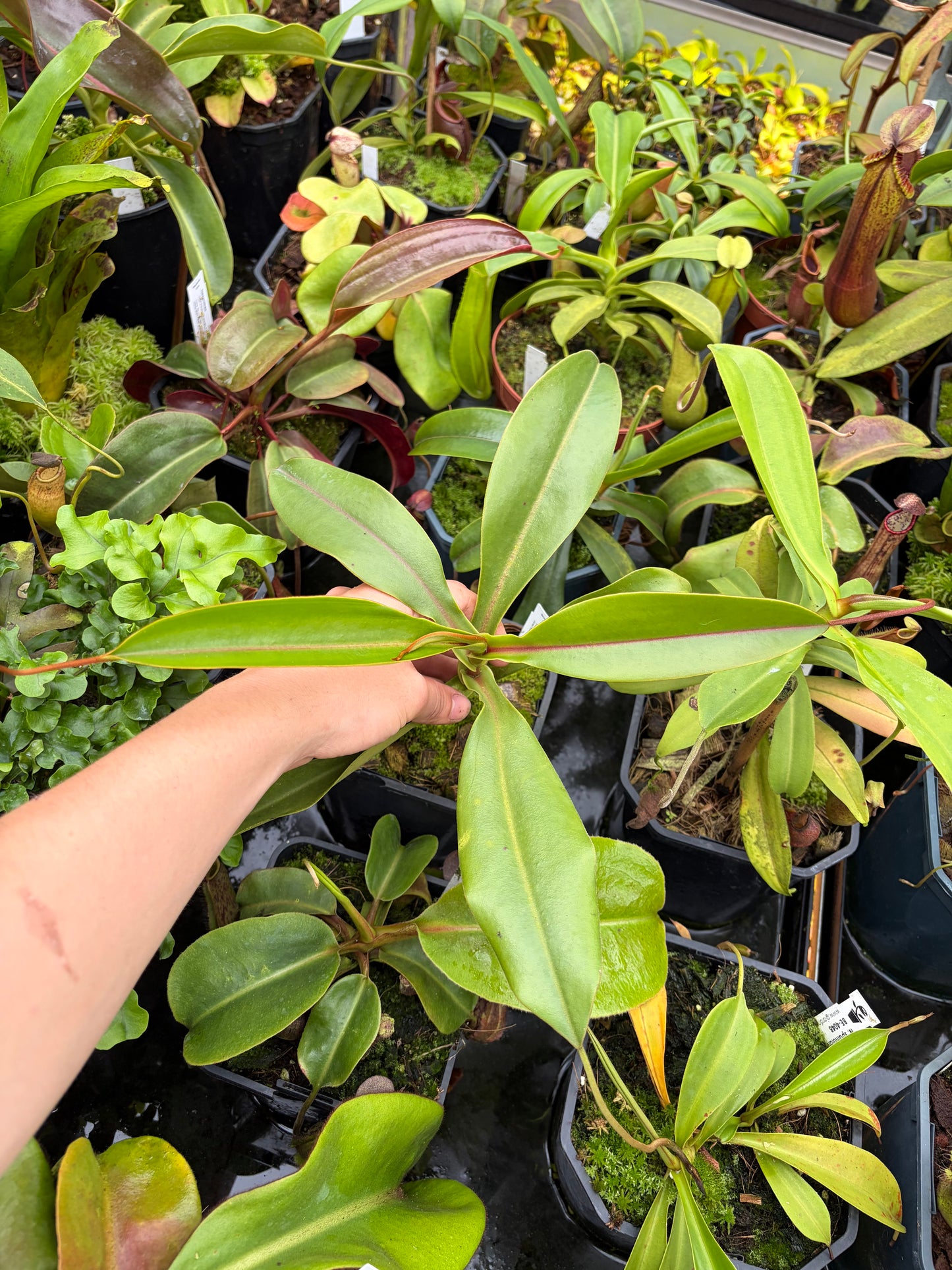 Nepenthes lowii x alba 30cm