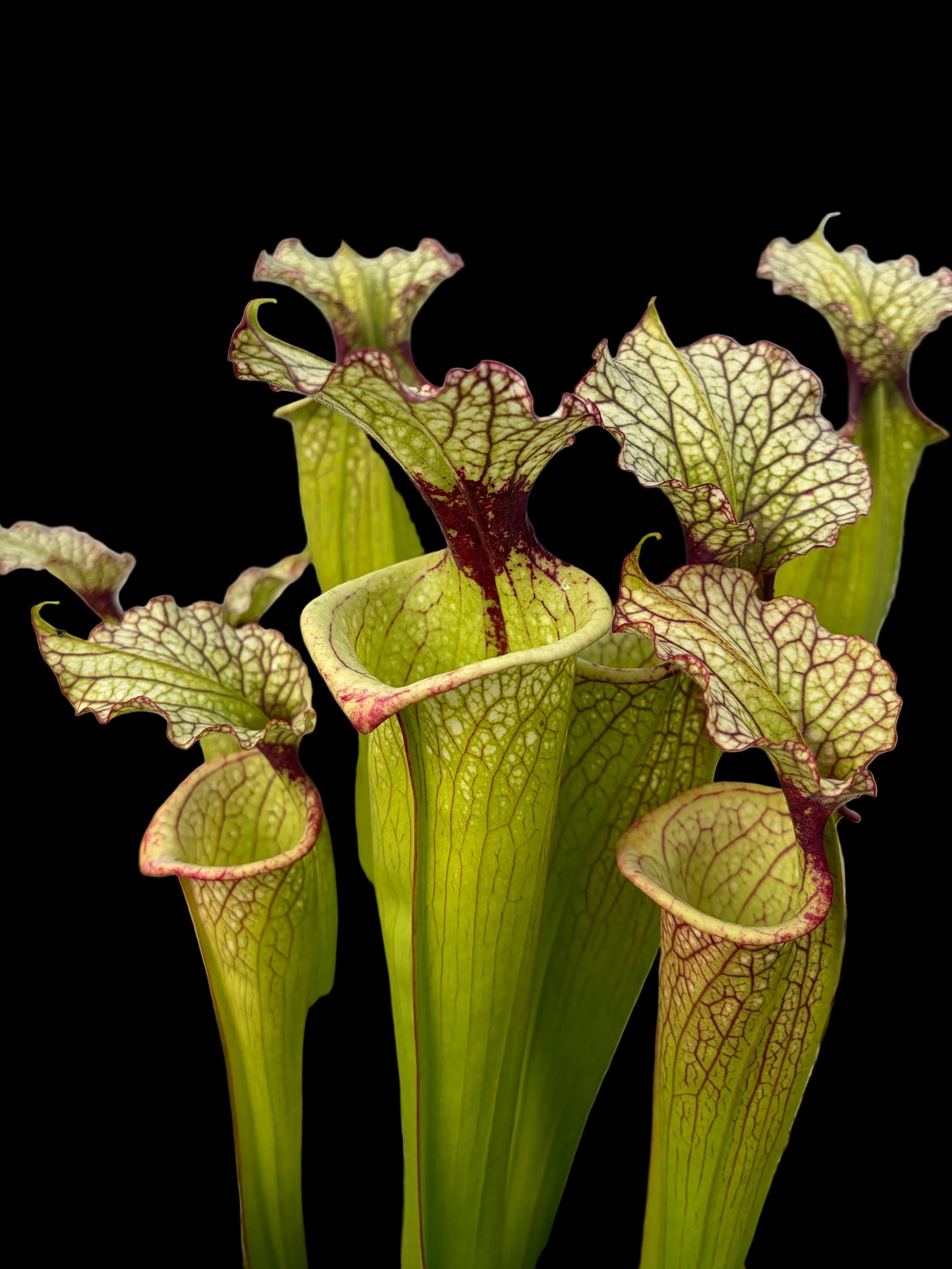 Sarracenia x moorei ‘Leah Wilkerson’