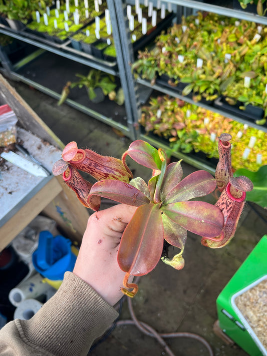 Nepenthes ventricosa x (lowii x truncata) 15cm