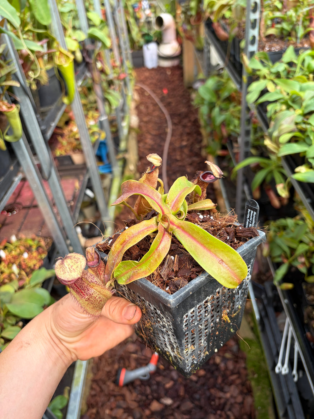 Nepenthes veitchii x hamata 15cm