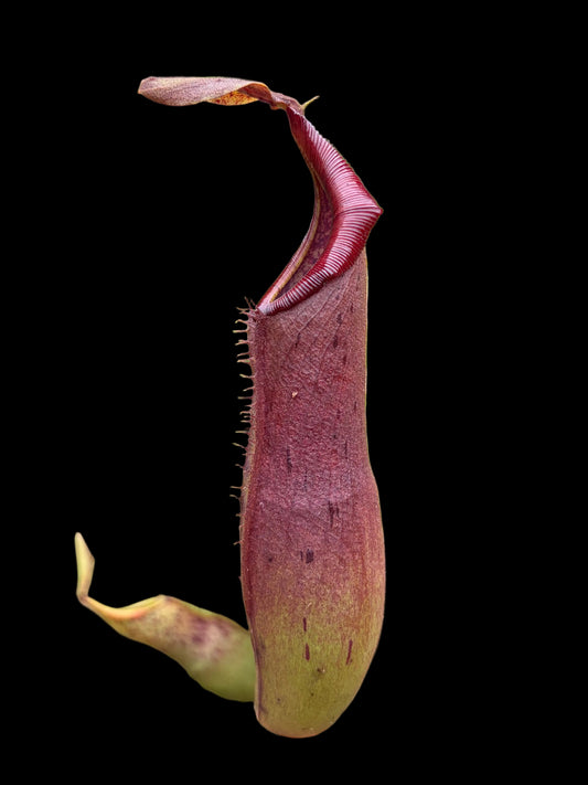 Nepenthes (veitchii x platychila) x naga 15cm