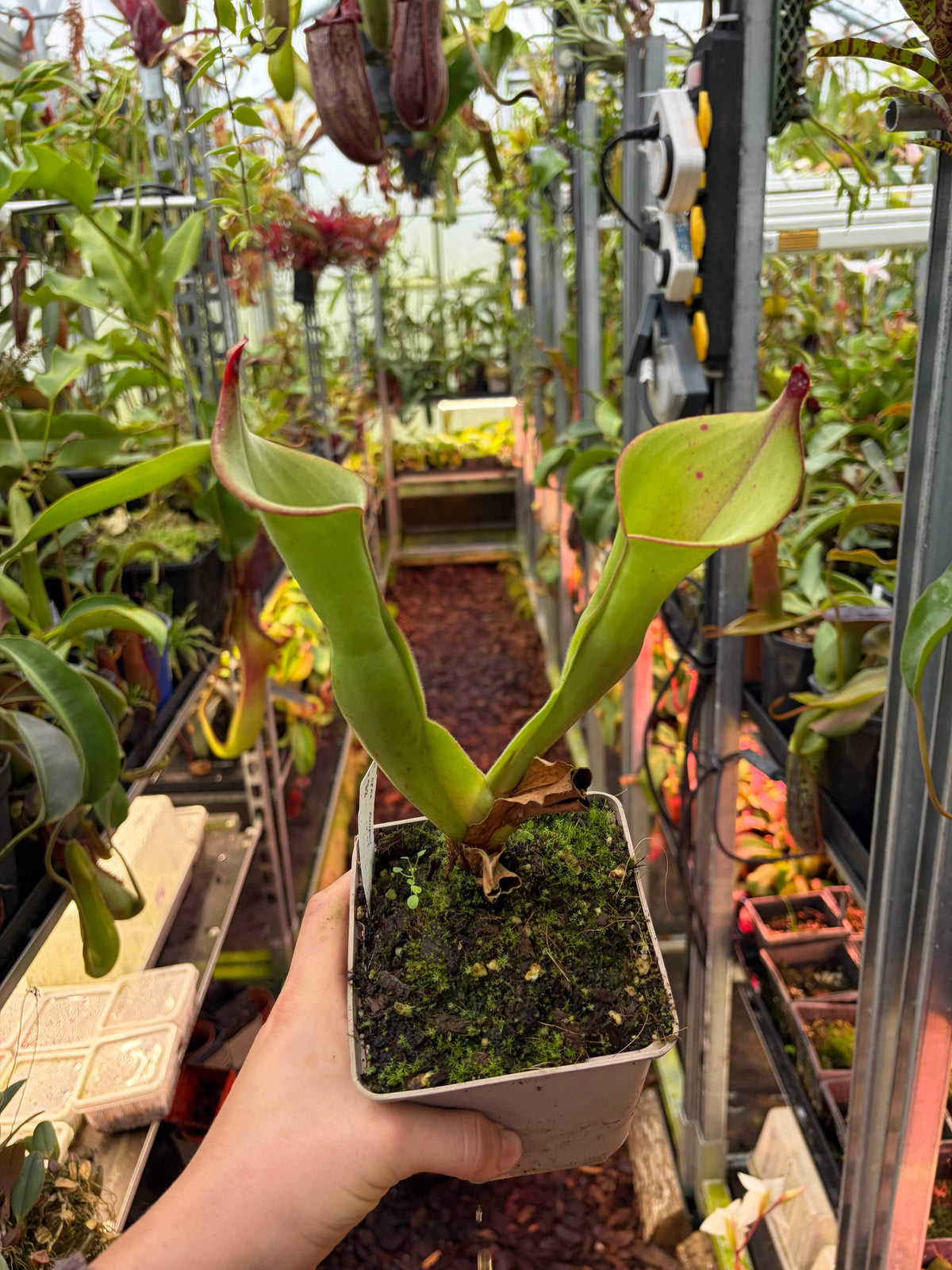 Heliamphora spec. akopan